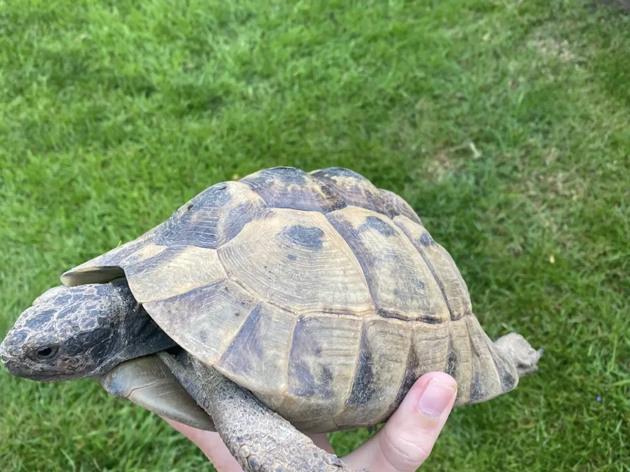 Billede 4 - Skildpadde 2 store mauriske hunner
