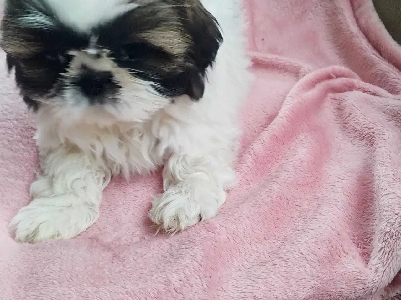 Billede 15 - Tu vidunderlige Shih Tzu