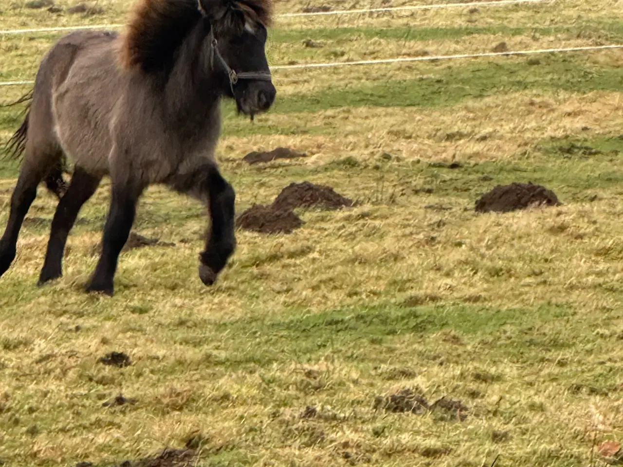 Billede 3 - Smukkeste islænder hingst 