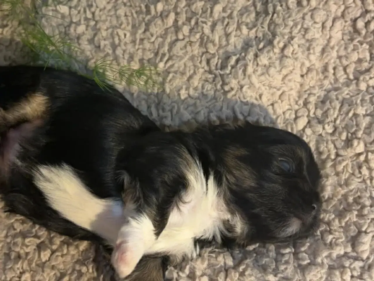 Billede 6 - Shih-tzu / Bichon Havanaise