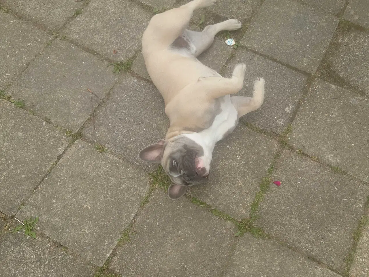 Billede 2 - Fransk bulldog 