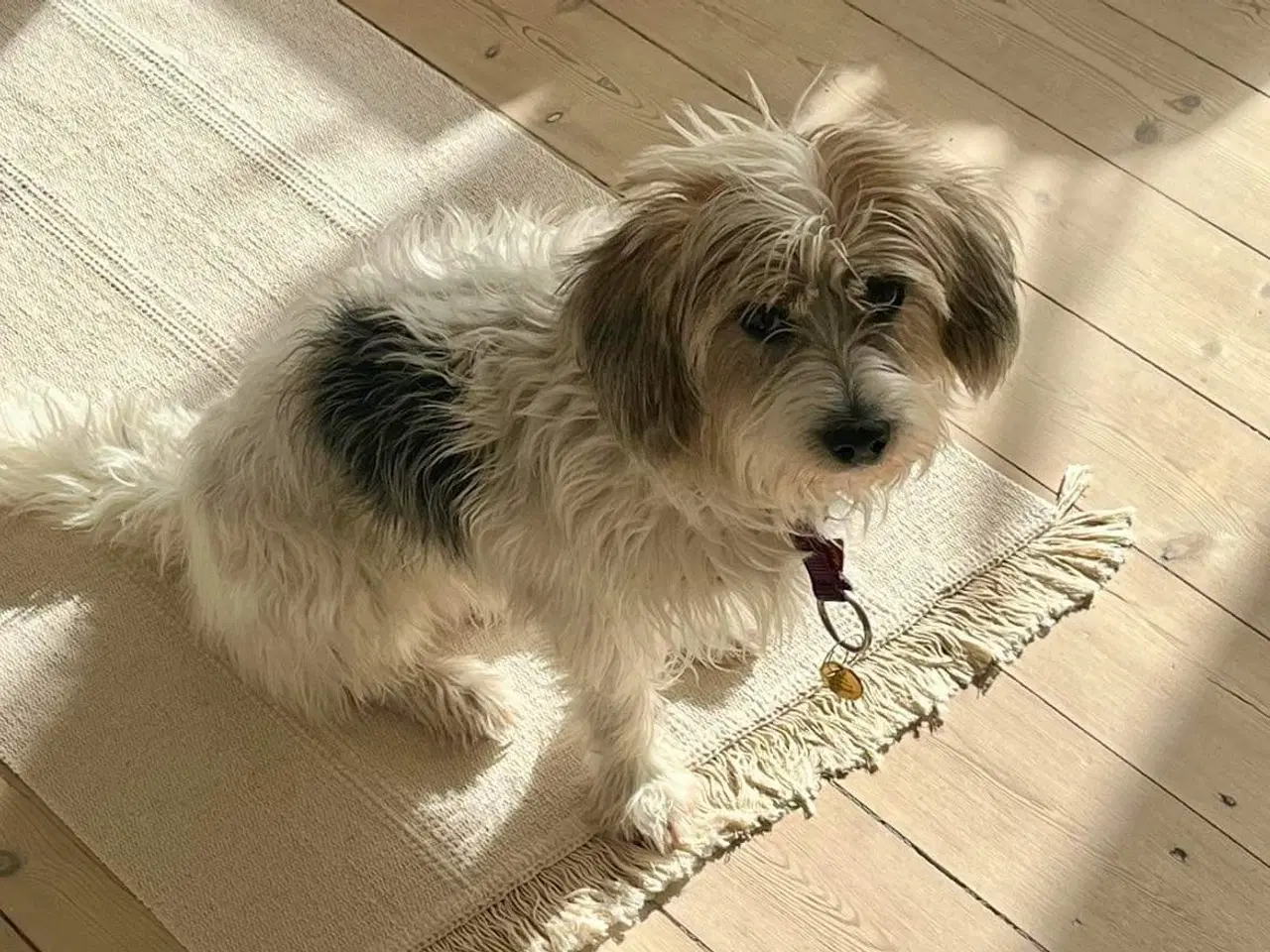 Billede 16 - 3 tævehvalpe sælges - Jack Russell / Bichon Havana