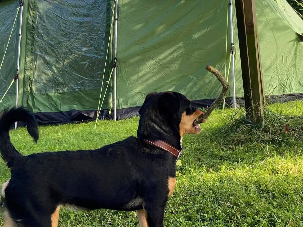 Billede 7 - Søde Erika til omplacering