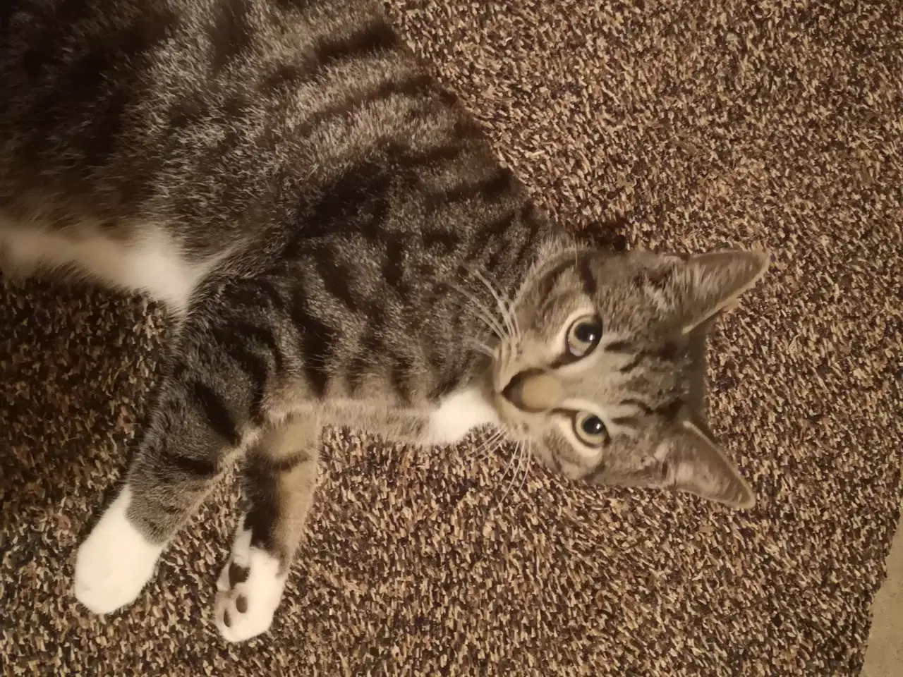 Billede 1 - Meget kælen han kattekilling 