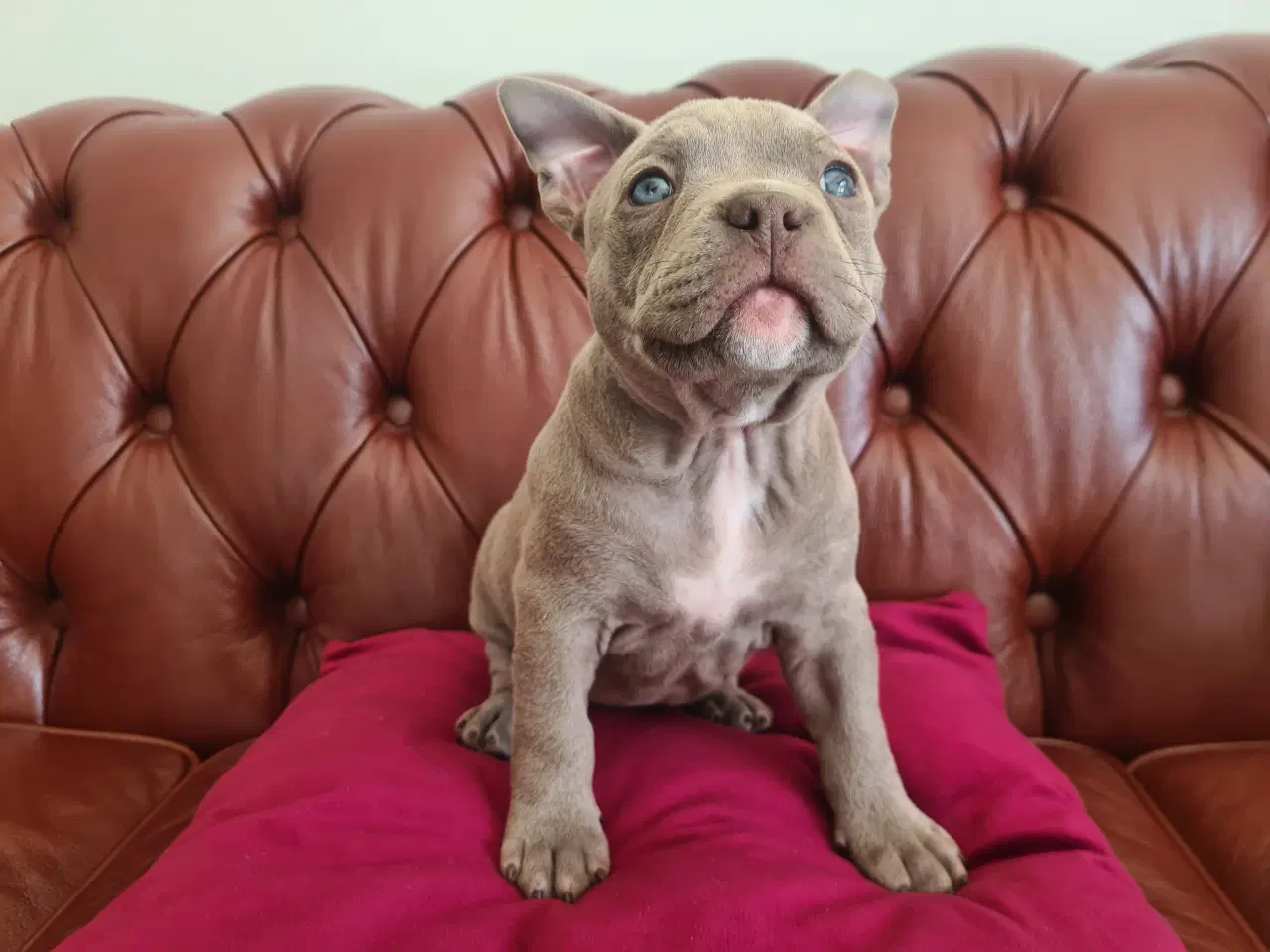 Billede 6 - American Bully Pocket smuk lilla 