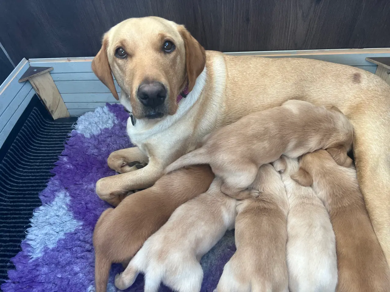 Billede 3 - Racerene RED FOX labrador af bedste familliehunde 