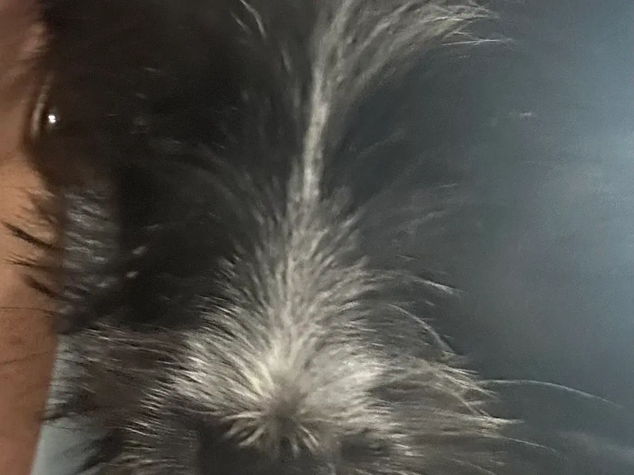 Billede 4 - Psykisk servicehund