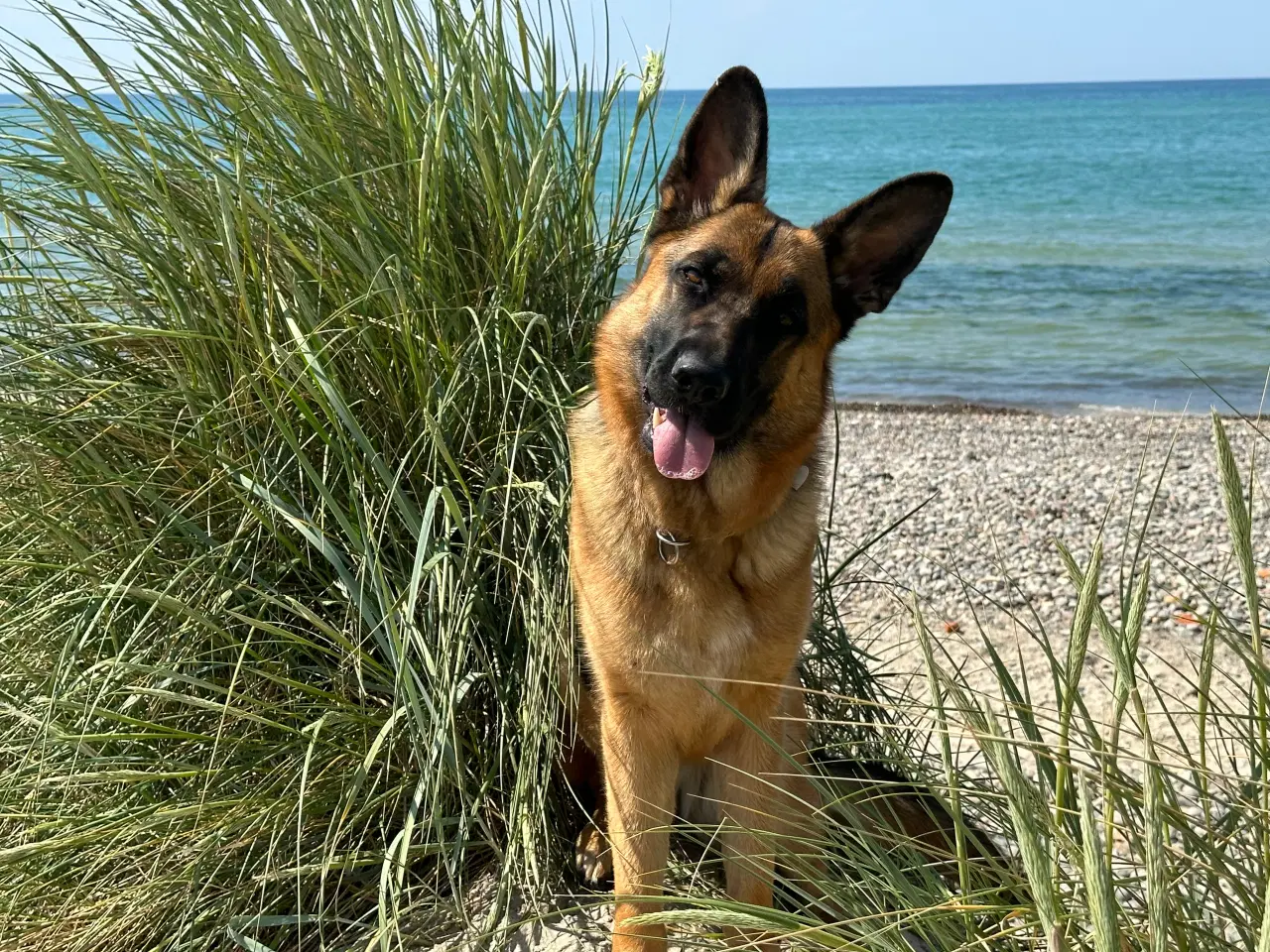 Billede 1 - Schæferhund tæve skøn pige 