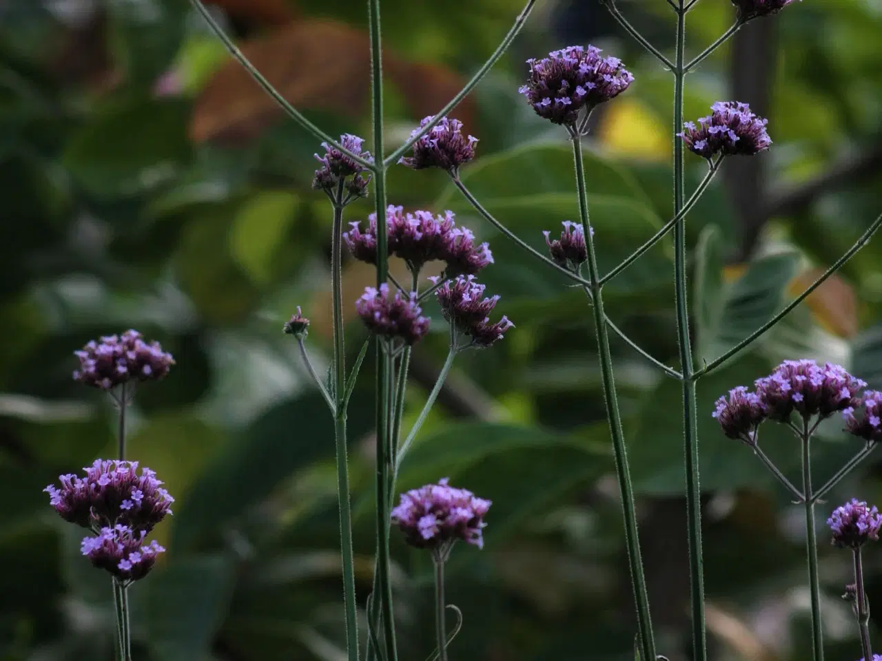 Billede 1 - Kæmpe verbena 