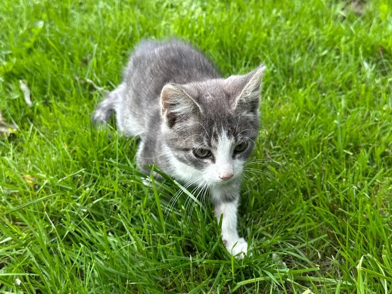 Billede 6 - Små killinger søger en familie😻