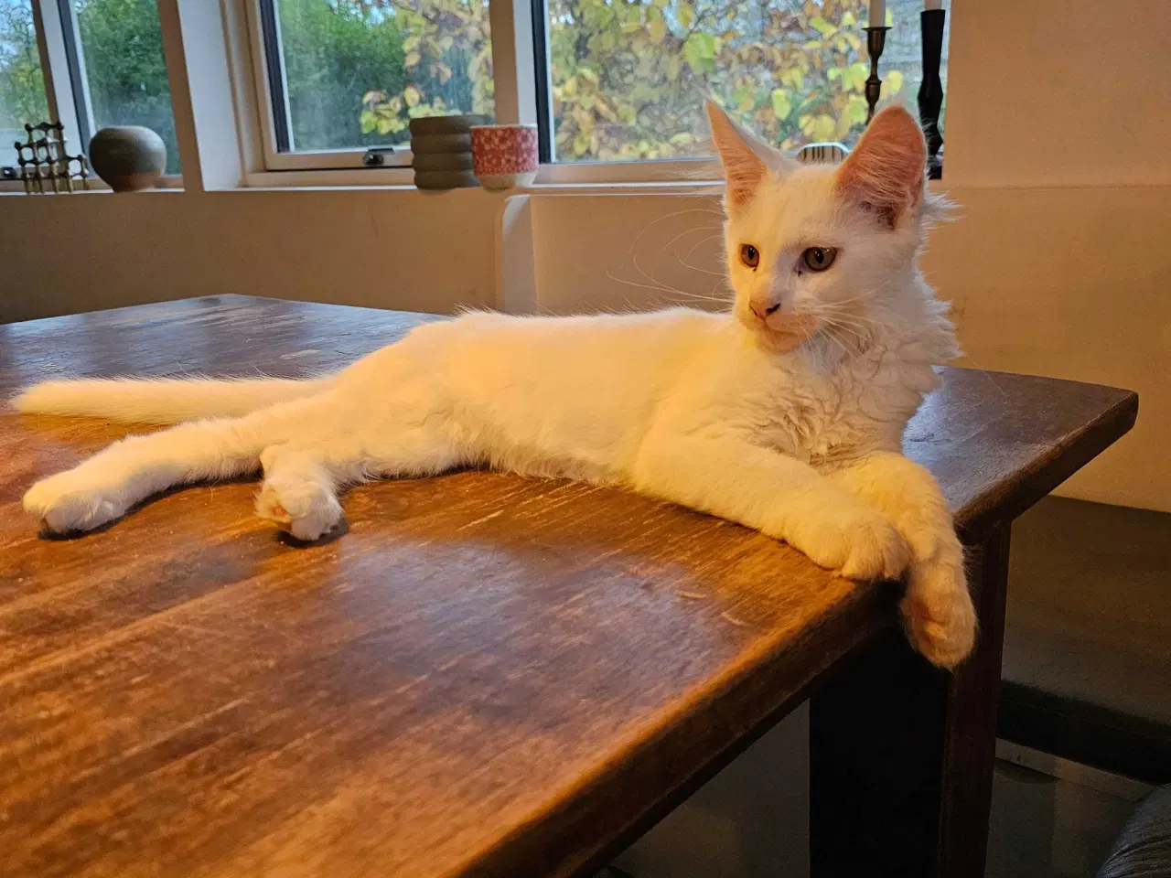 Billede 1 - Maine Coon killing m/stamtavle