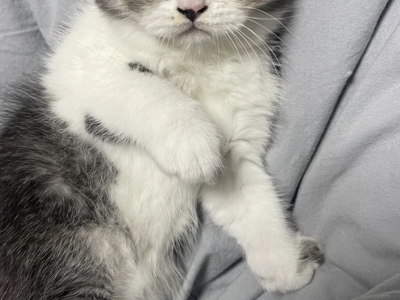Billede 1 - british shorthair