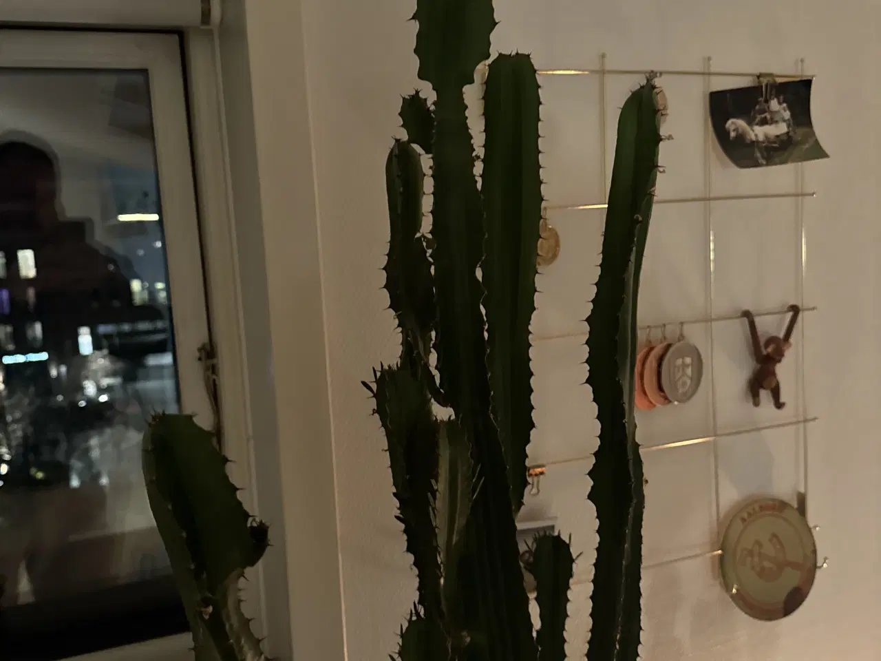 Billede 3 - Kaktus