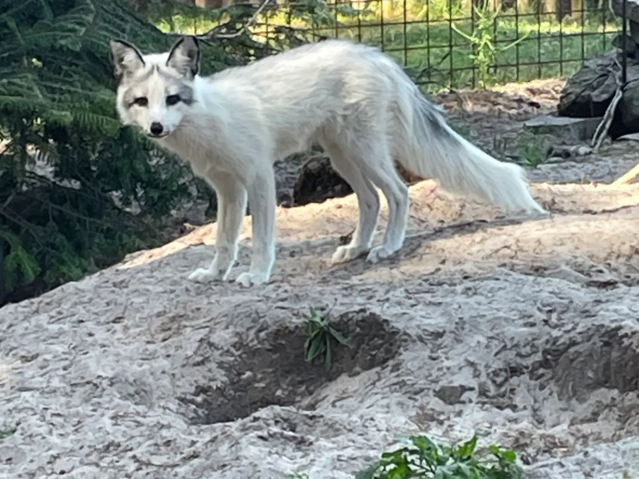 Billede 2 - Ræve hvalpe (vulpes vulpes) 