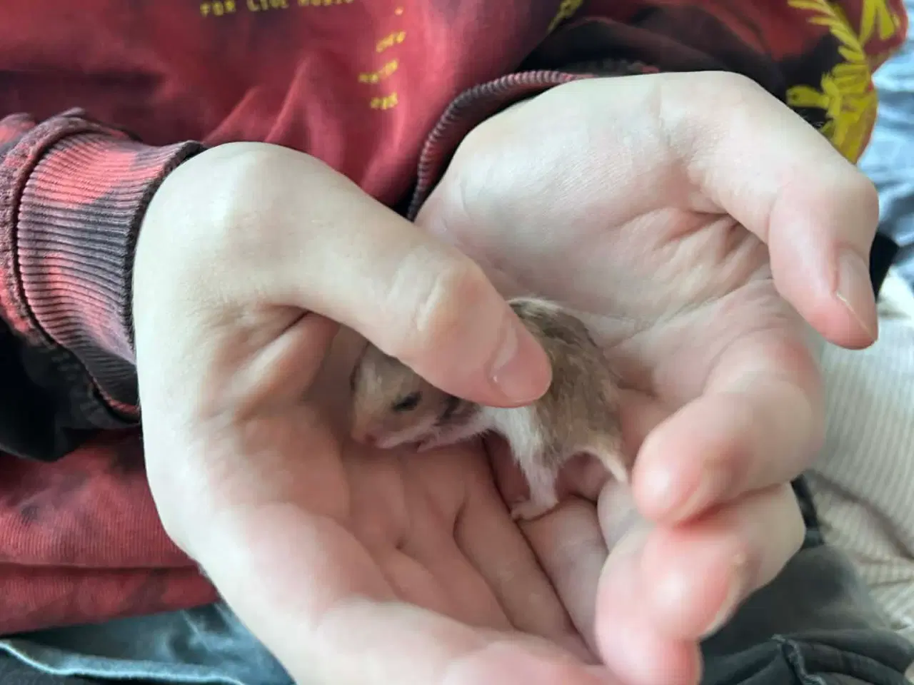 Billede 4 - Sibiriske Guldhamster Unger