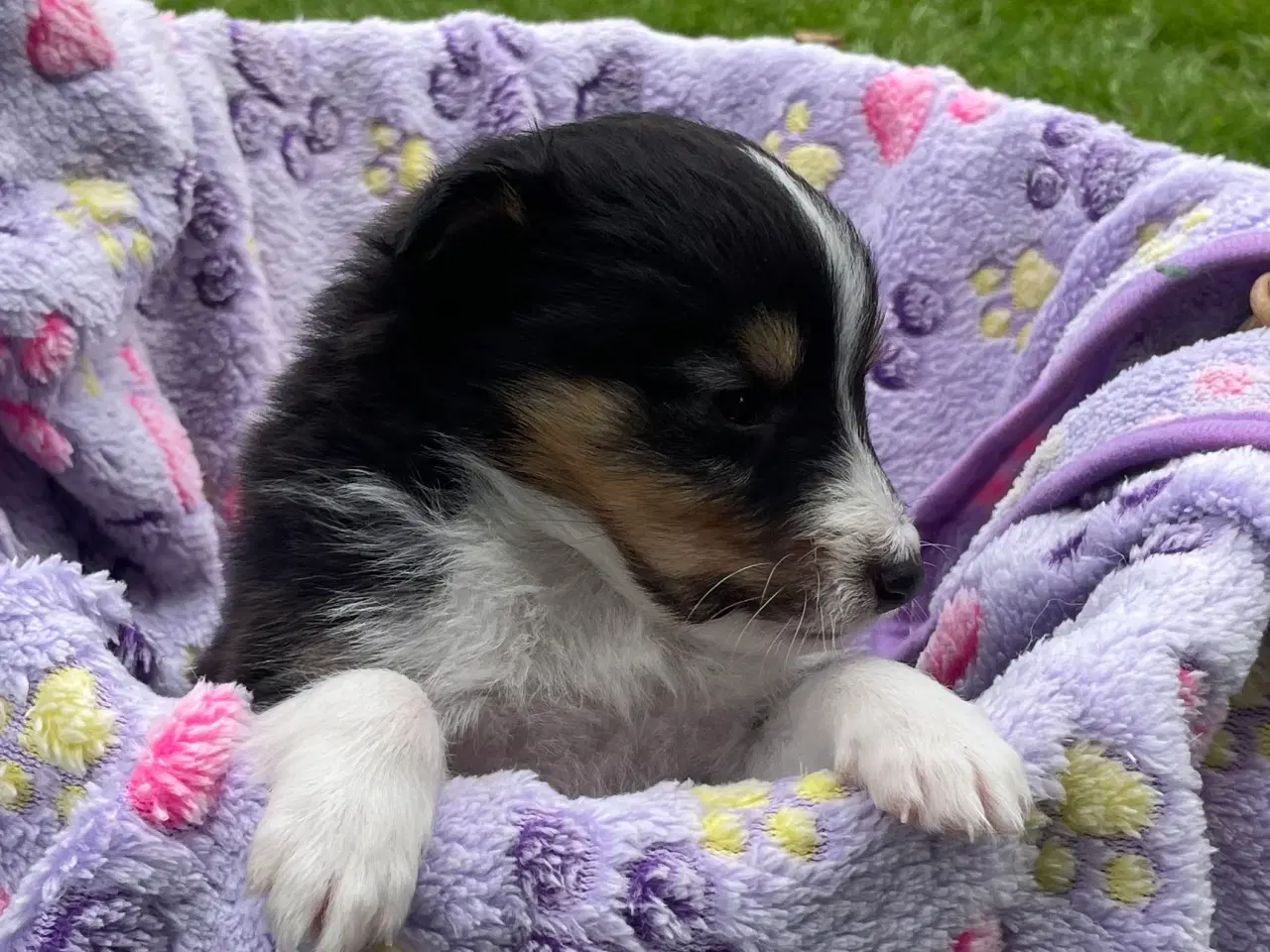 Billede 2 - Shetland sheepdog hvalpe
