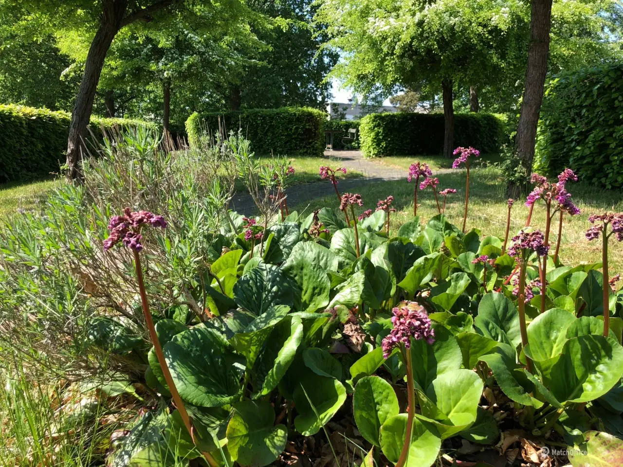 Billede 7 - Hyggelig fælles have til sommeren - HALV PRIS frem til d. 30. september 2024