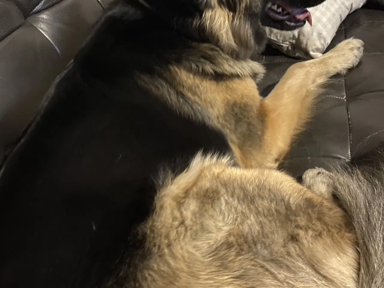 Billede 5 - Schæferhund tæve søger nyt hjem