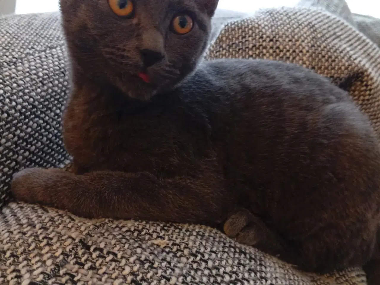 Billede 3 - Helena og Felicia To piger 