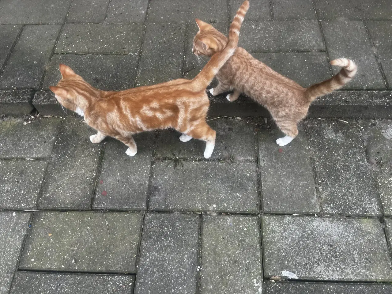 Billede 3 - Dejlige indendørskillinger -Afdrag muligt 