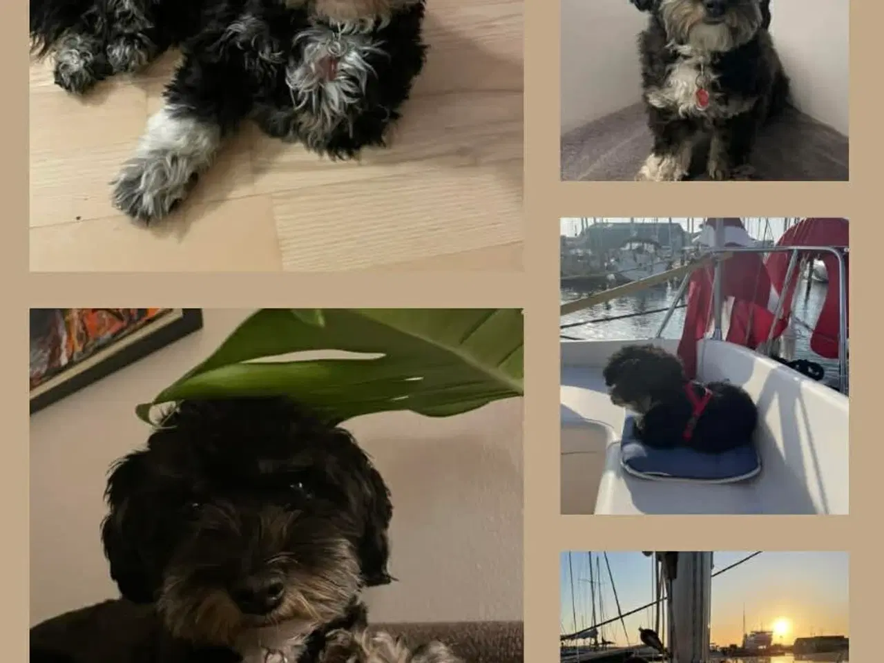 Billede 2 - Lækre choko og sorte Bichon Havanais-hvalpe