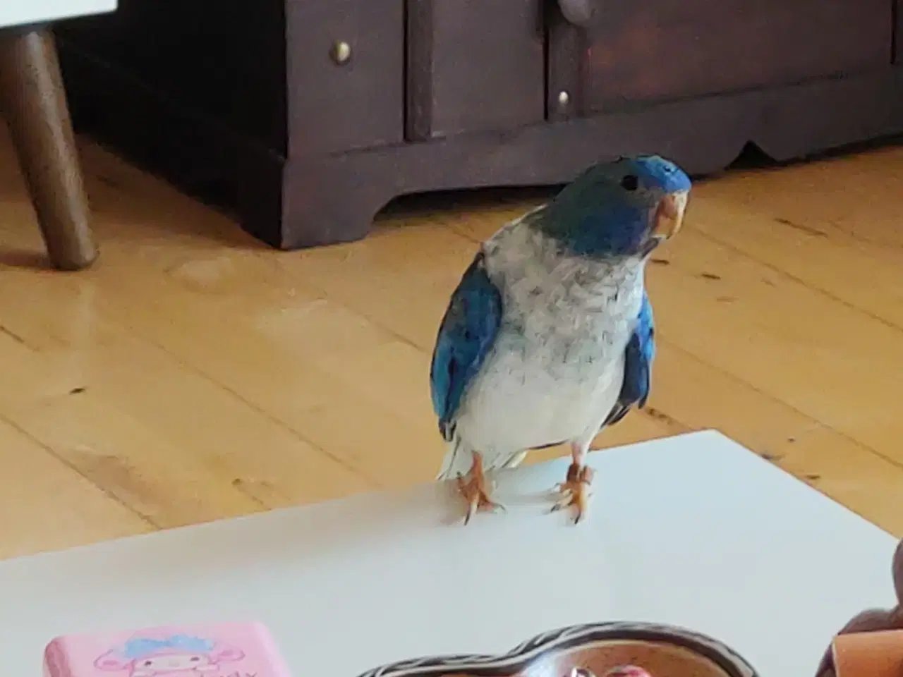 Billede 1 - Sød papagoje søger nyt hjæm 