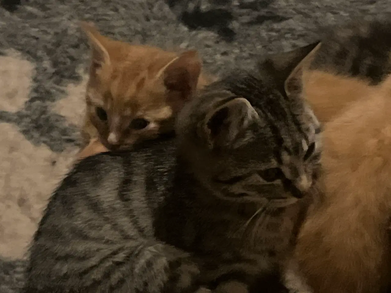 Billede 12 - 2 kuld , Indendørskillinger-afdrag muligt