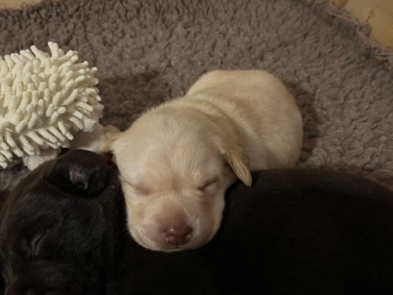 Billede 4 - Lækker lys han basse søger ny familie