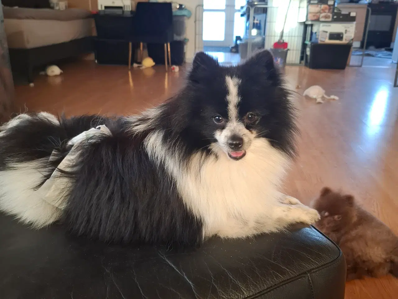Billede 7 - Pommeranian og cavalier søger nyt hjem