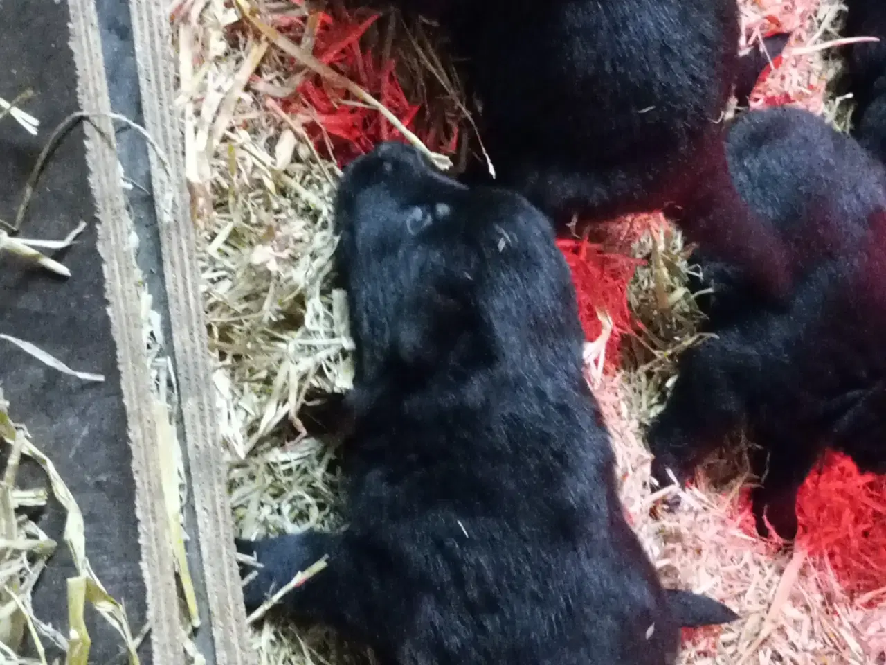 Billede 3 - Schæfer hvalpe sorte DKK