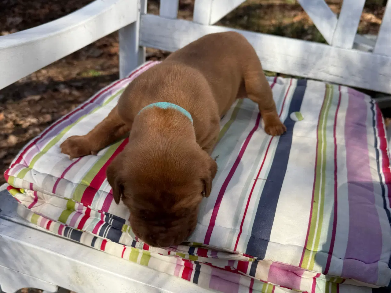 Billede 9 - Smukke fransk mastiff/Dogue de Bordeaux hvalpe 🐾