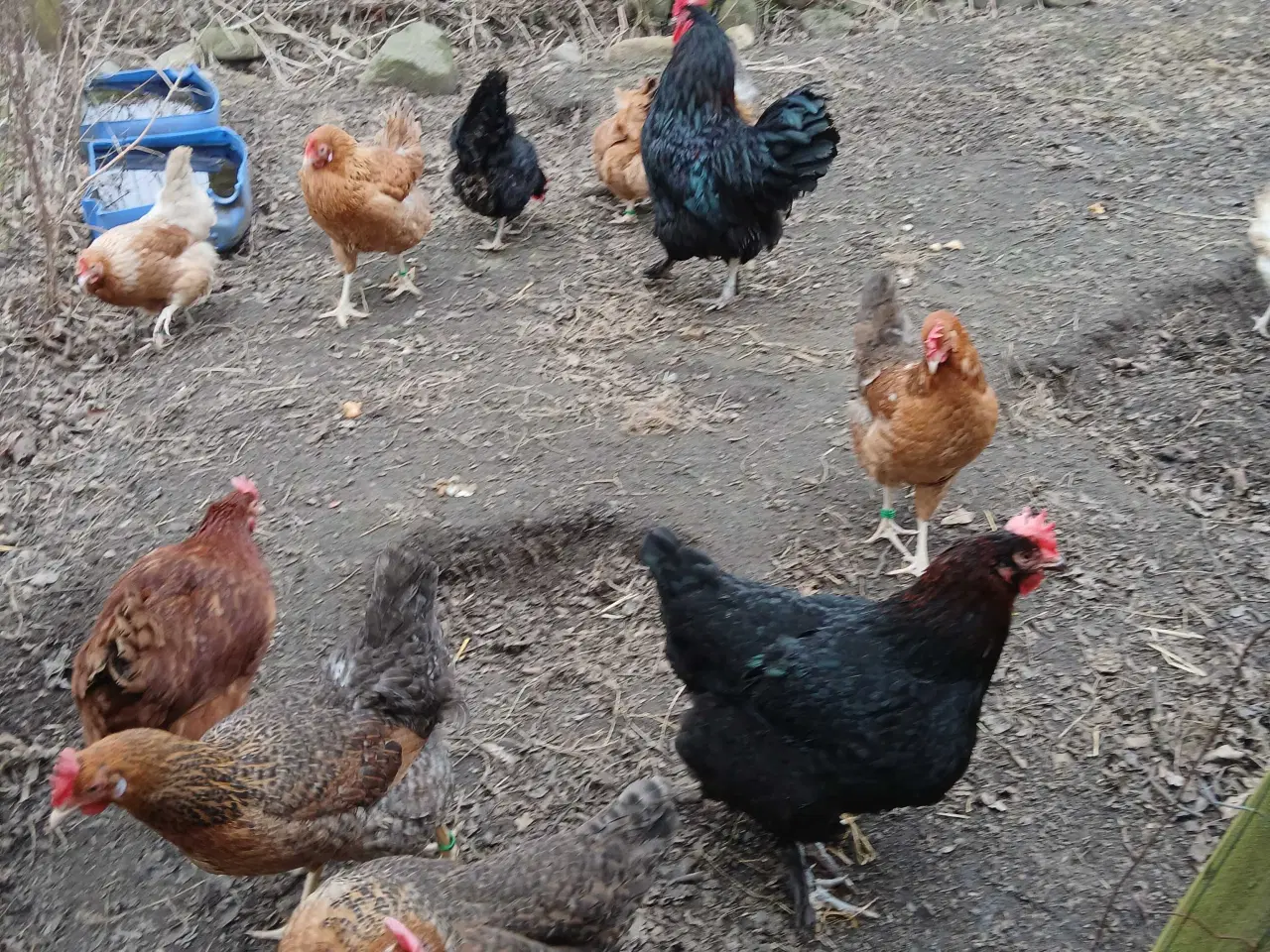 Billede 3 - Rugeæg til salg 6 kr pr styk 