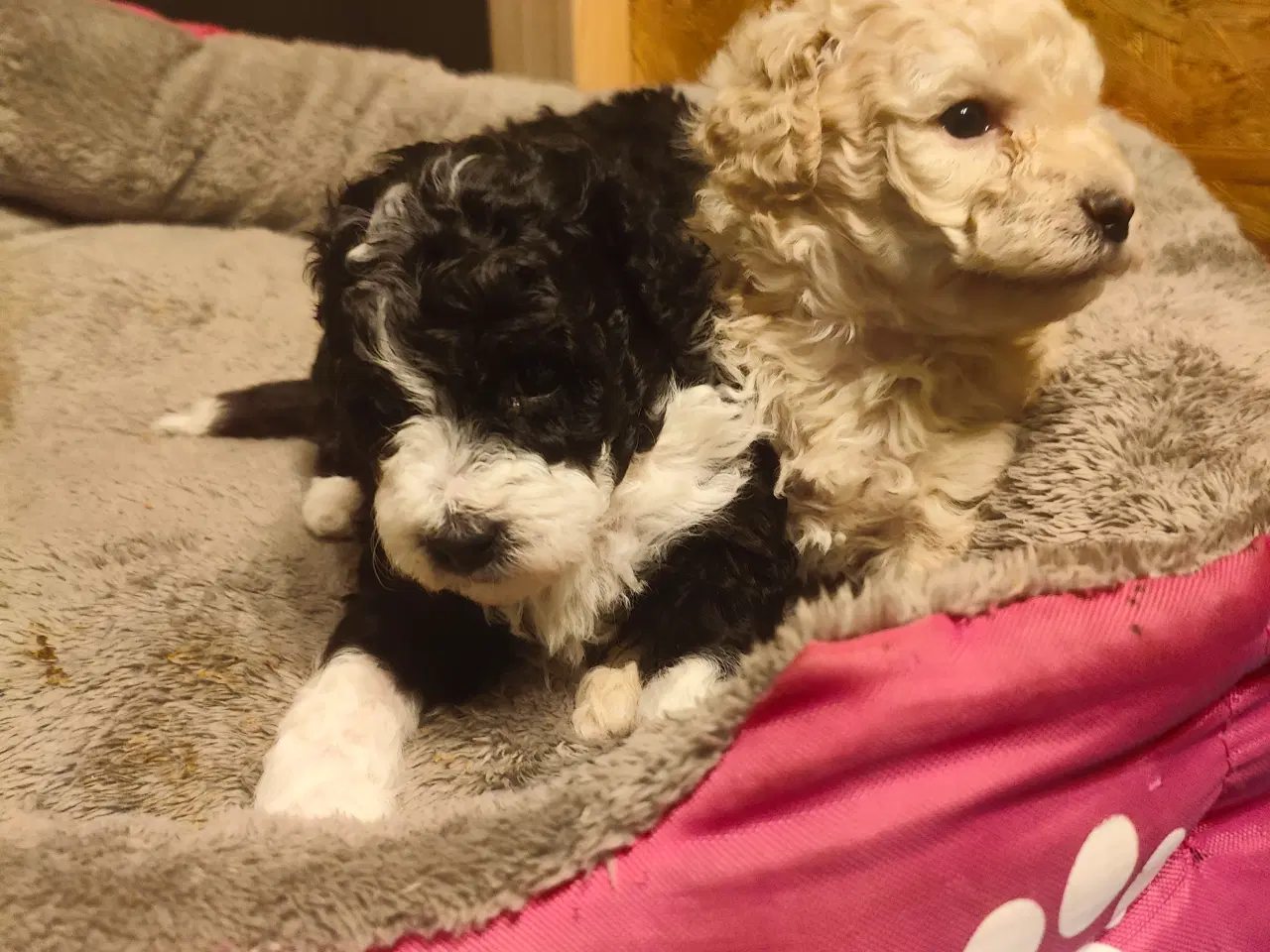 Billede 6 - Havapoo hvalpe