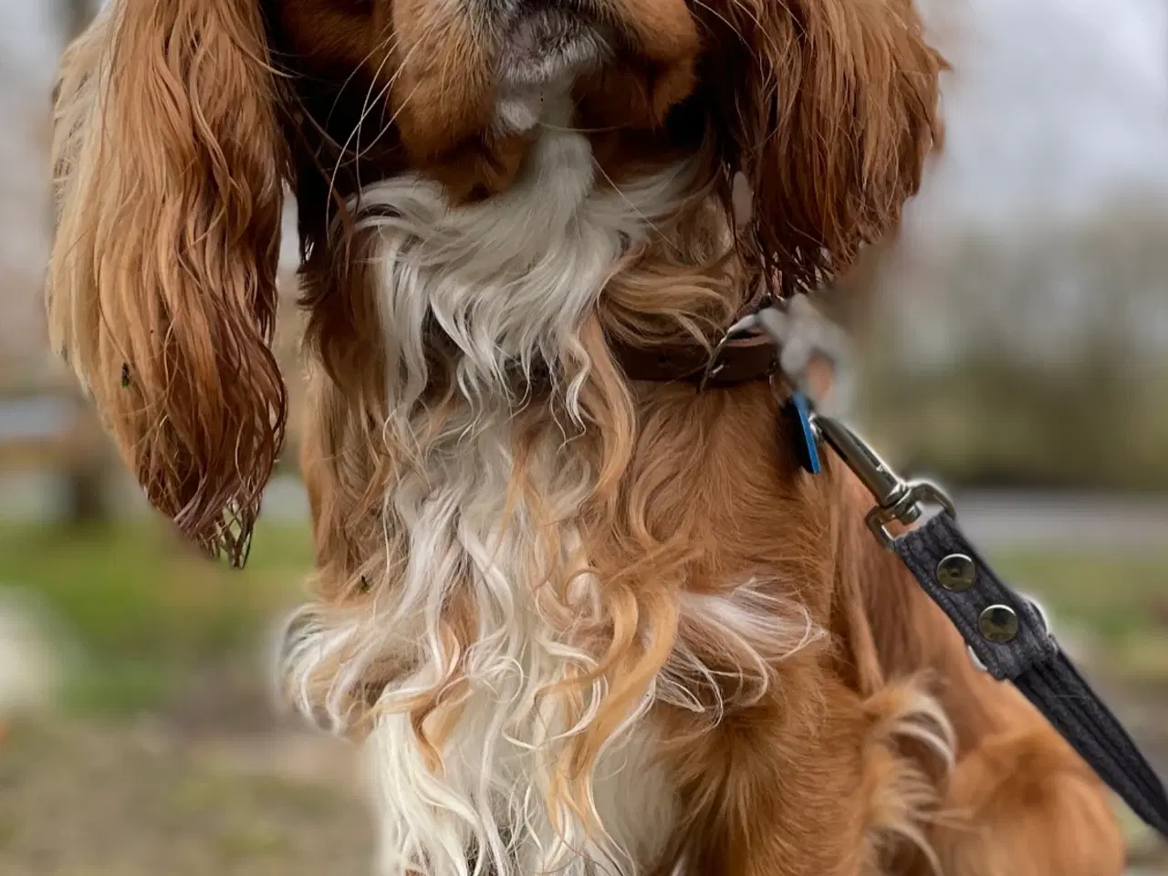 Billede 3 - spaniel hvalp fra undersøgte forældre 7 uger gl.