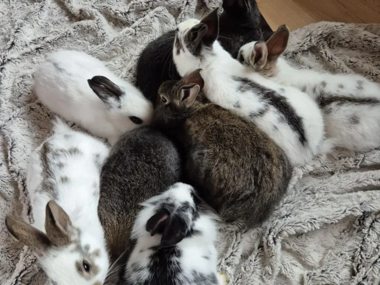 Billede 2 - Kaninunger blandings race 