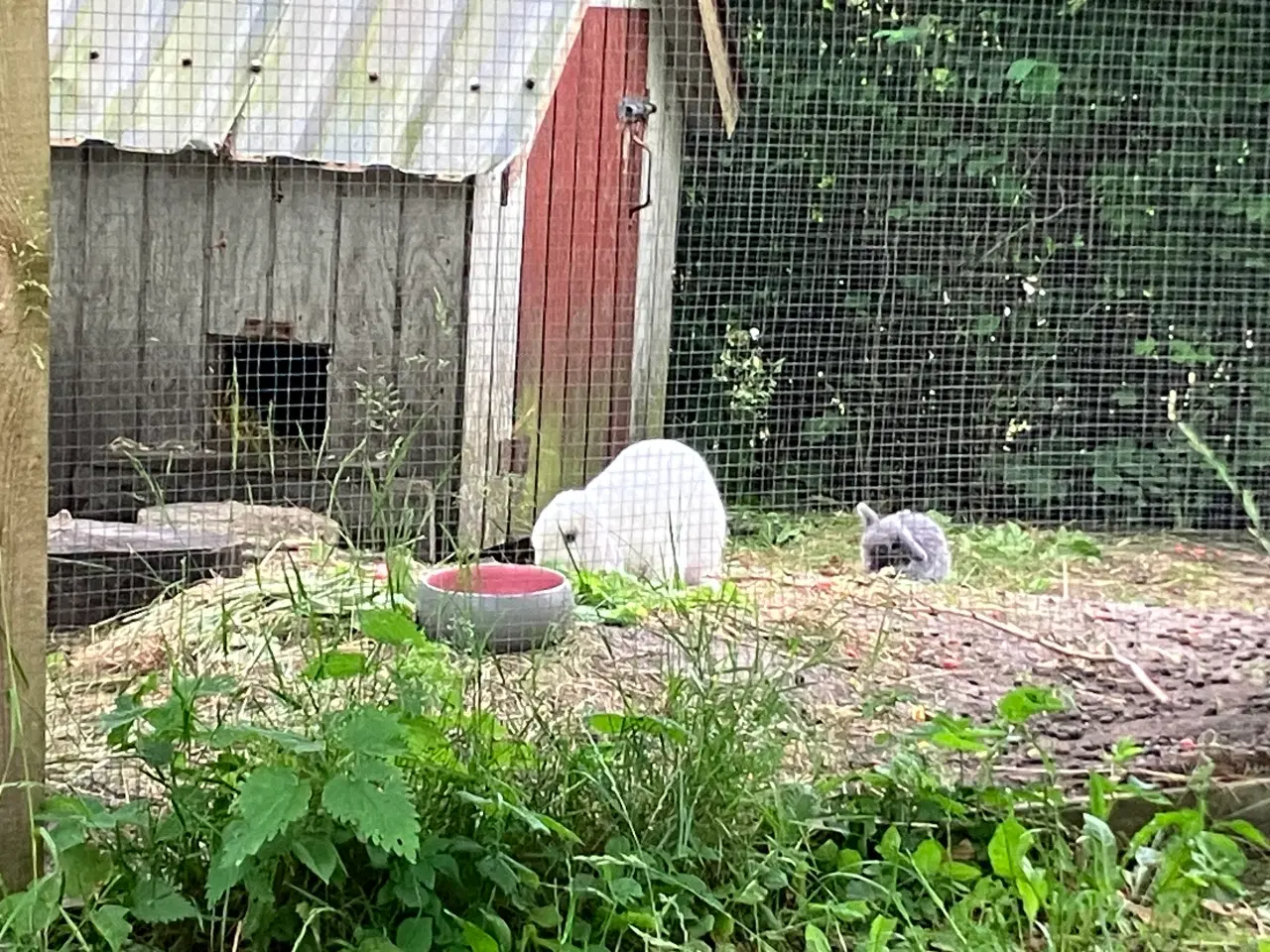 Billede 7 - Minilop kanin sælges