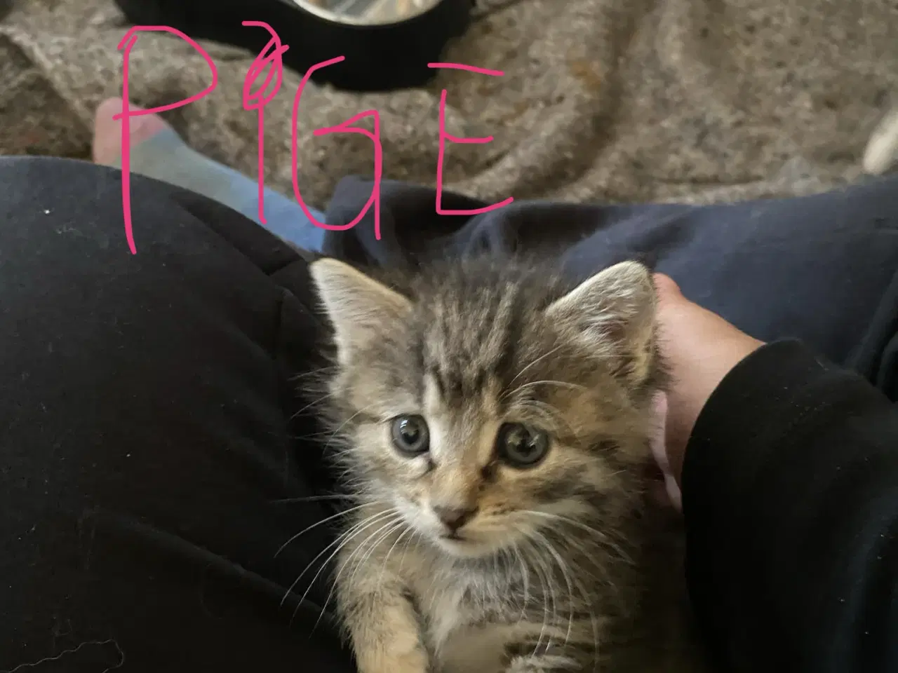 Billede 1 - Dejlige killinger salgs klar d.8-6-26