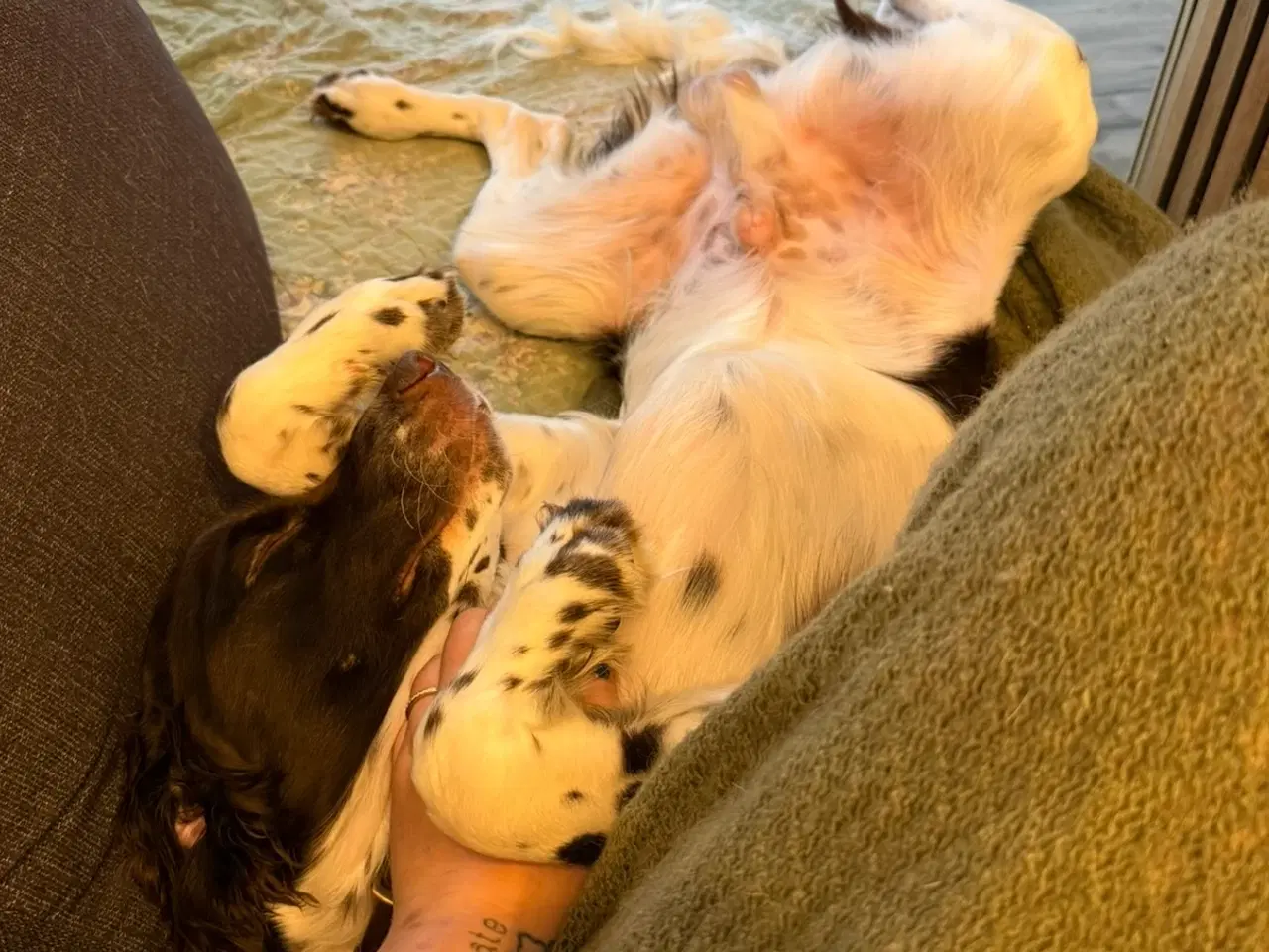 Billede 3 - Fantastisk hvalp på 11 mdr. søger sit sidste hjem