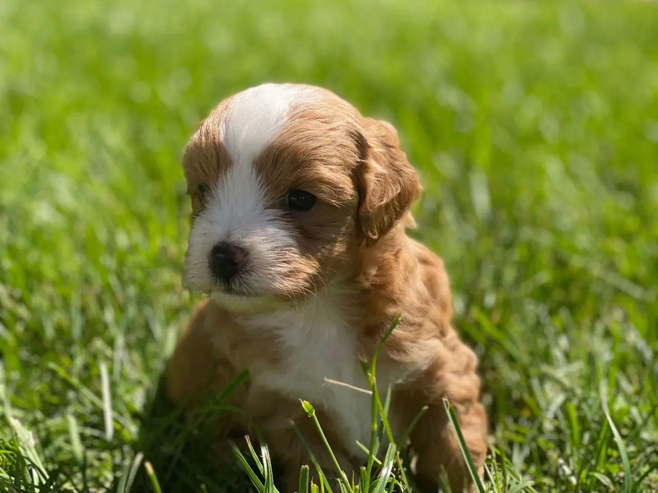 Billede 3 - Maltipoo / cotonpoo hvalpe