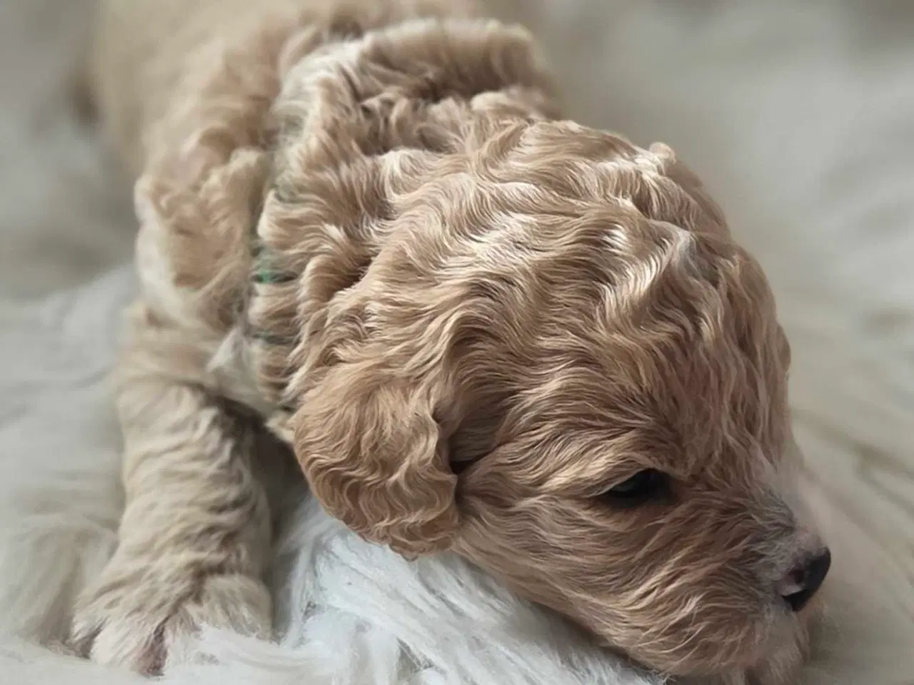 Billede 10 - F1b Cockapoo 