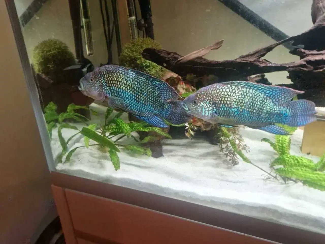 Billede 1 - Jack dempsey