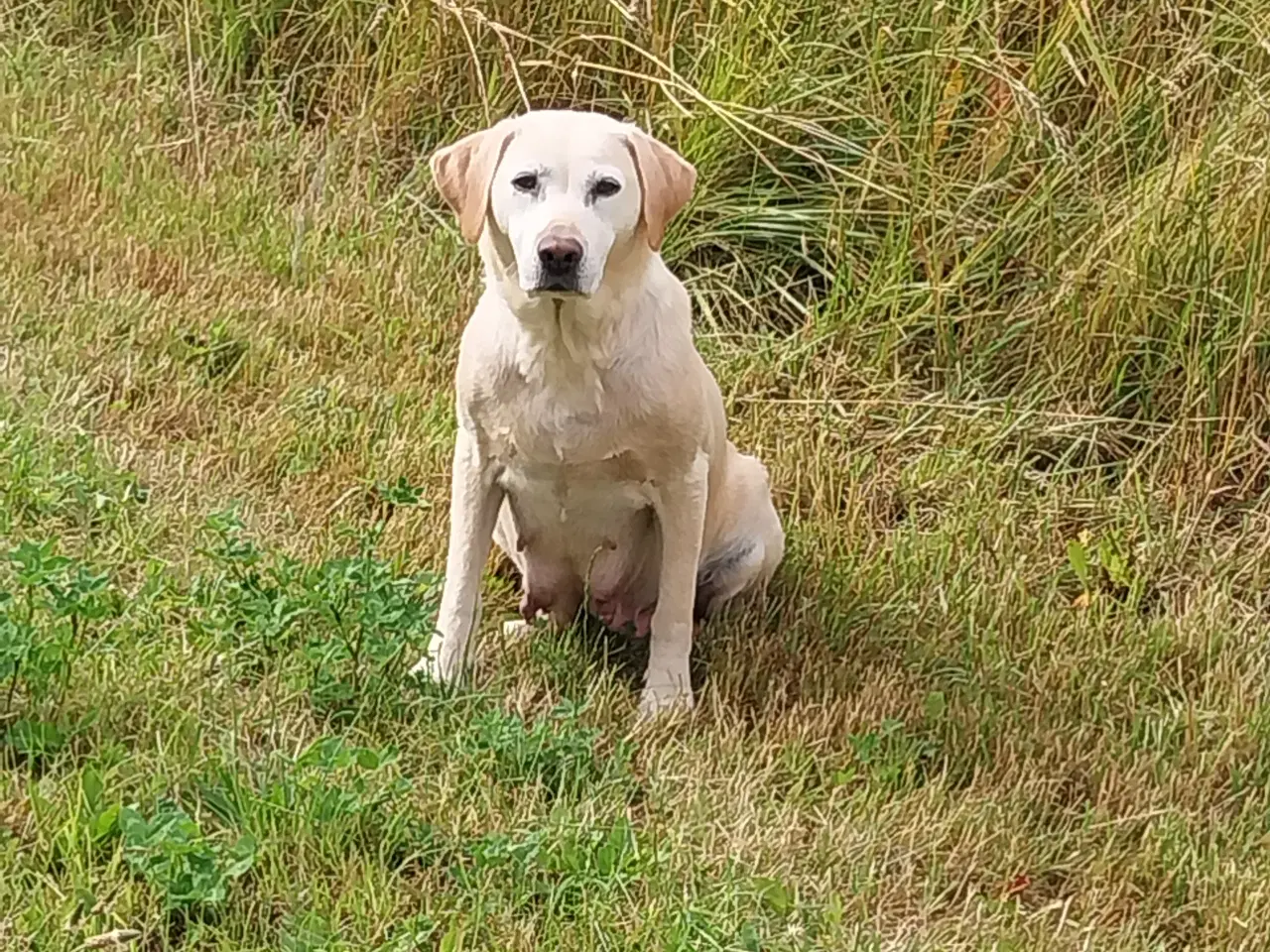 Billede 6 - Gule Labrador hvalpe