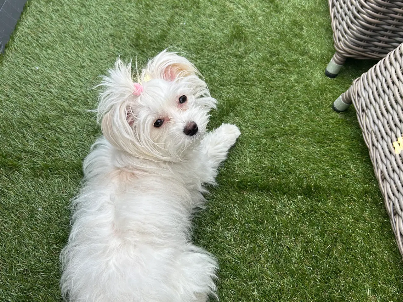 Billede 5 - 3 skønne hanhvalpe søger kærlige hjem fra d.16 nov