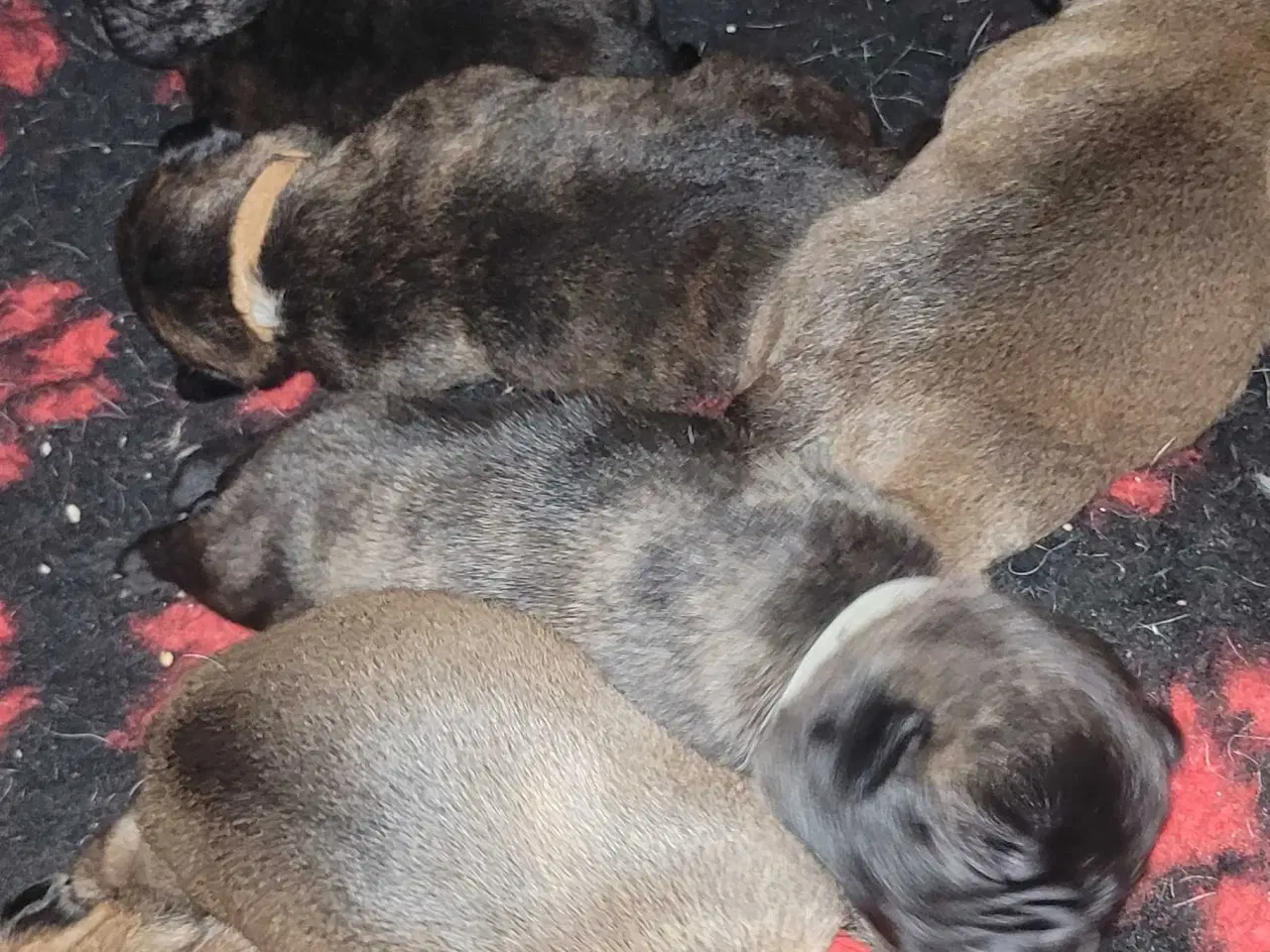 Billede 6 - Mops beagle blanding