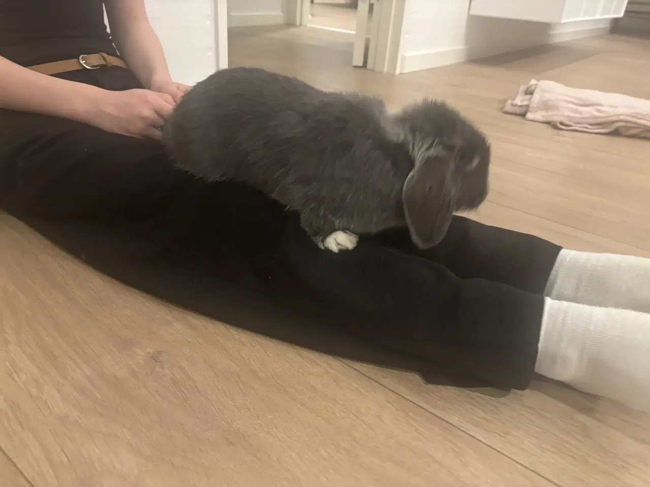 Billede 5 - Mini lop Kanin