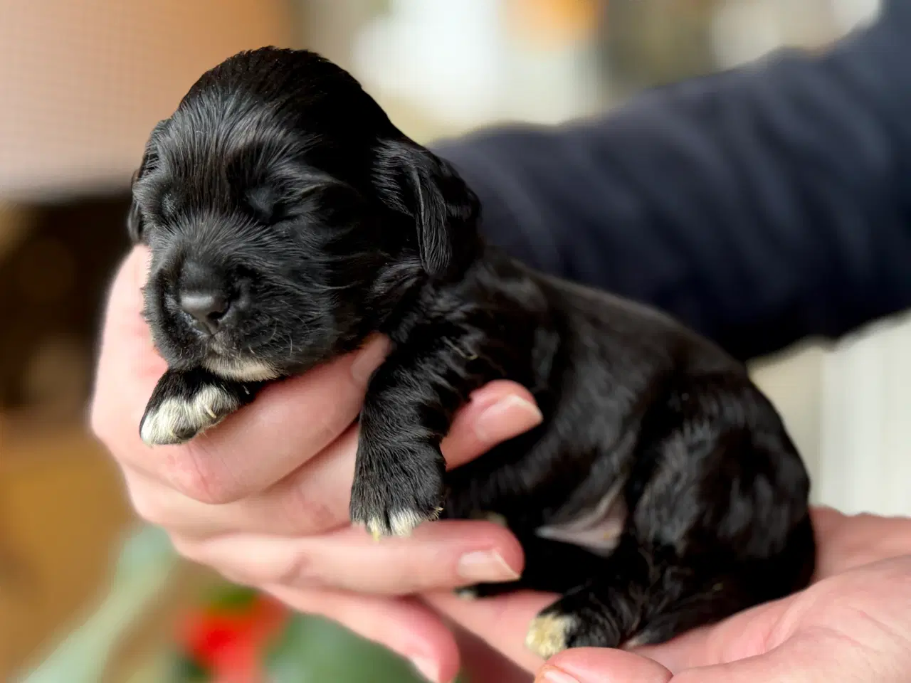 Billede 3 - Cocker spaniel / Cavalier King Charles spaniel mix