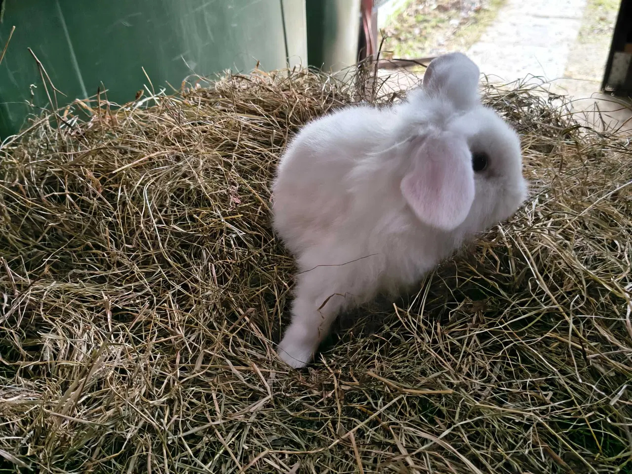 Billede 3 - Dværg vædder løvehoved