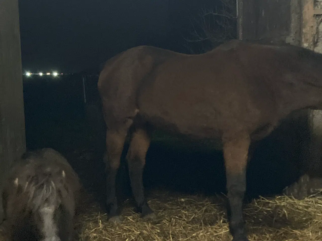 Billede 2 - Shetlænder søges