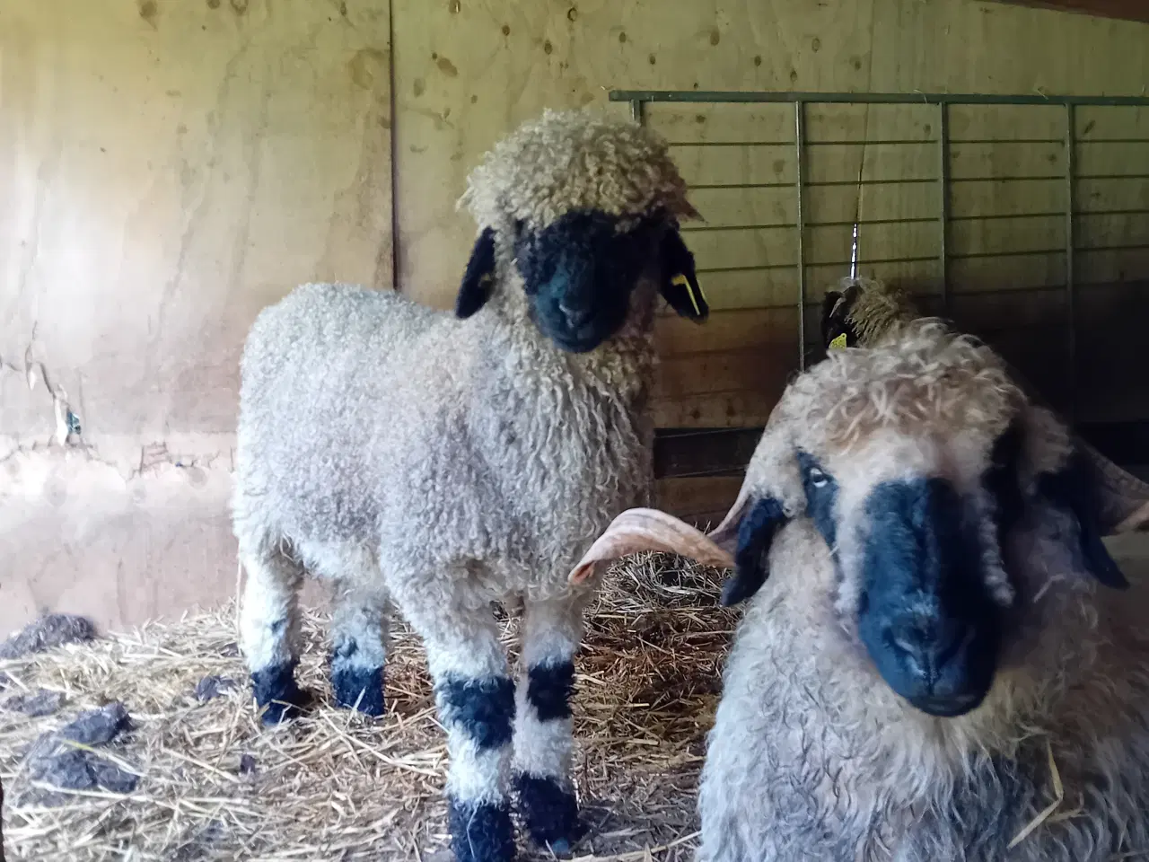Billede 2 - Ealais blacknose 