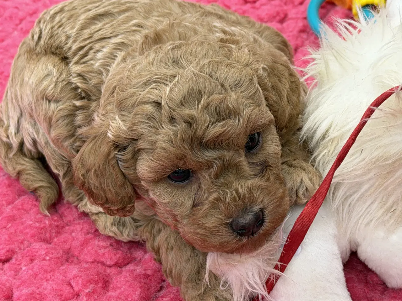 Billede 2 - 🐶✨ 1 skønne Havapoo piger søger deres for-altid-h
